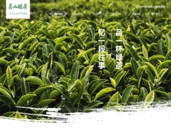 高山绿茶模板